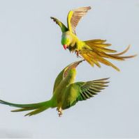 عکس پروفایل